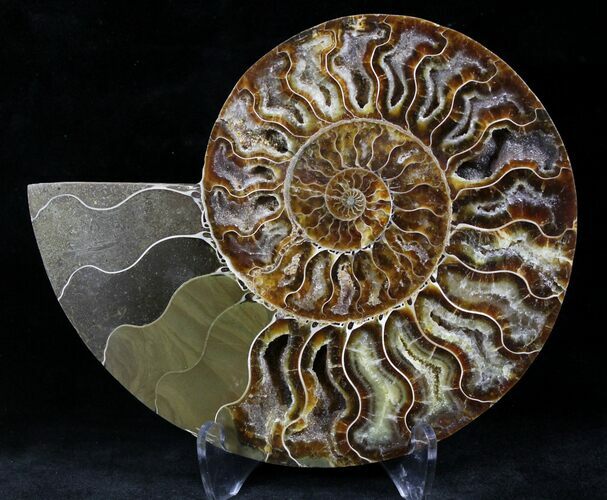 Cut Ammonite Fossil (Half) - Agatized #27703